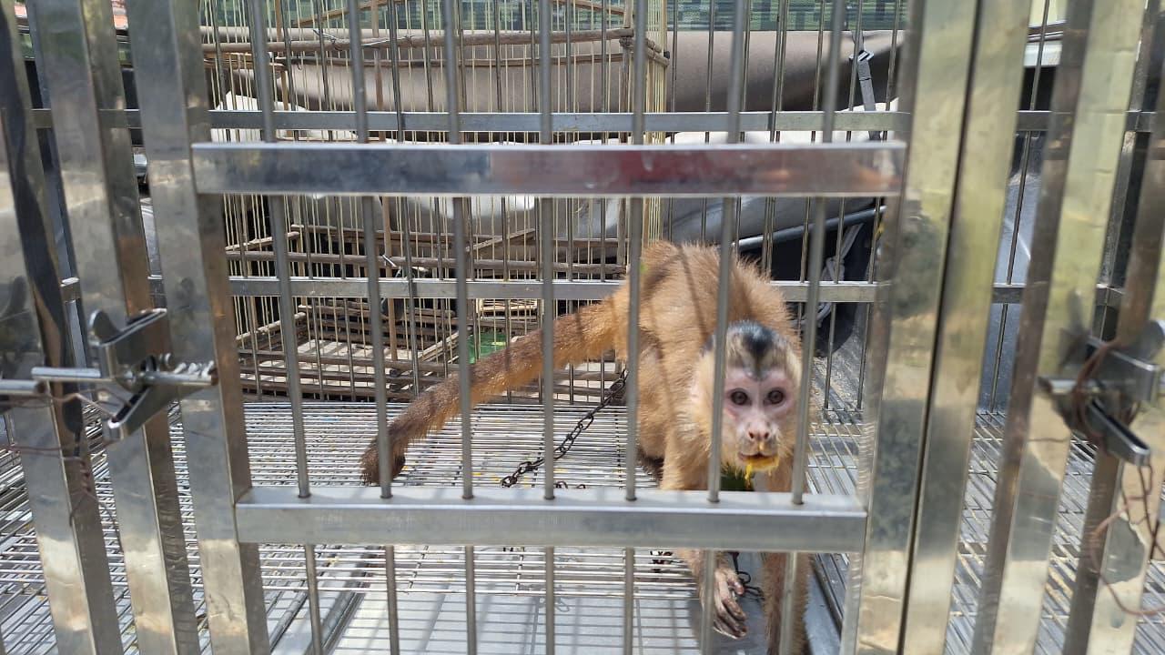 Homem é autuado por manter animais silvestres em cativeiro no litoral do Piauí