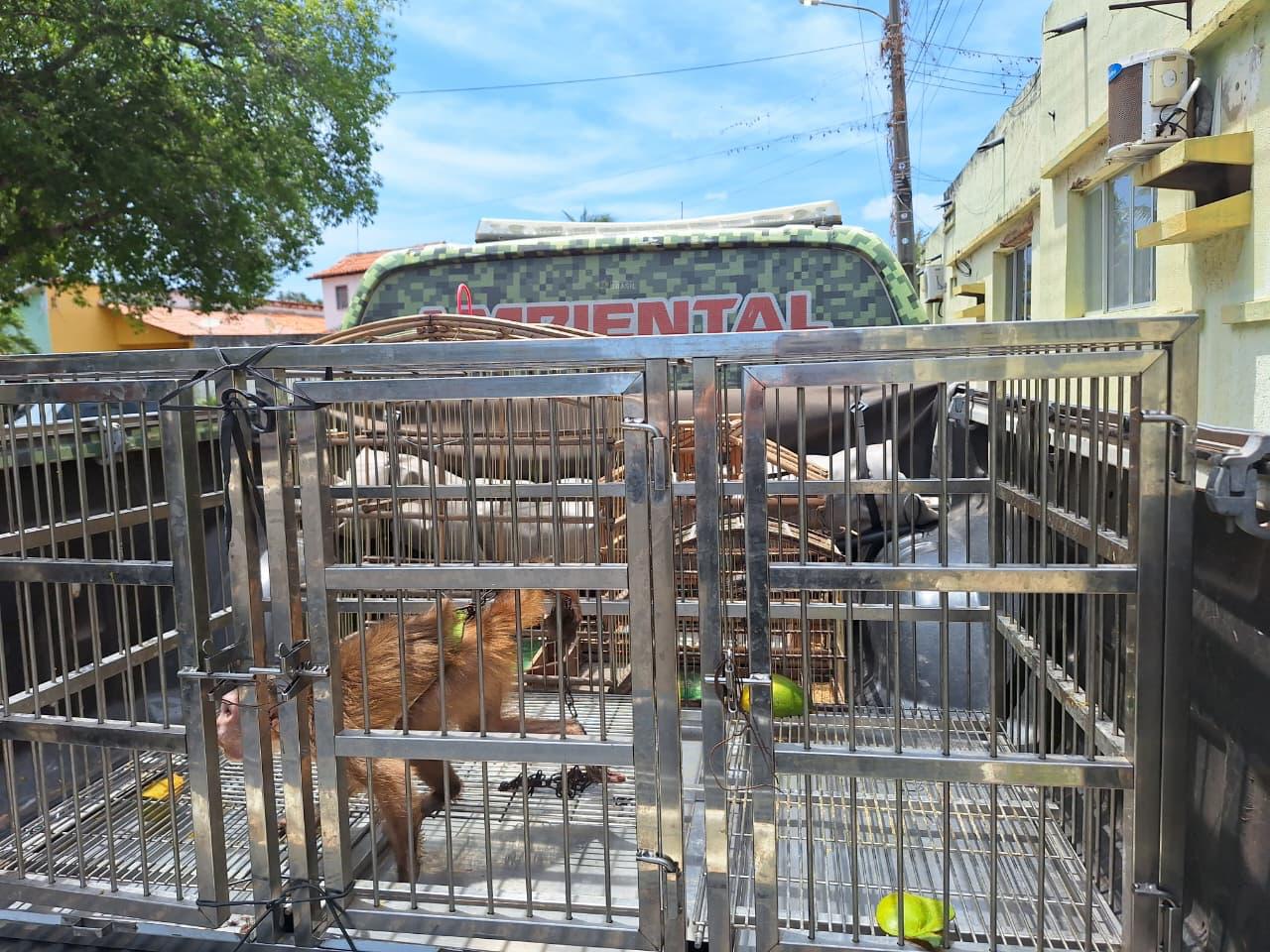 Homem é autuado por manter animais silvestres em cativeiro no litoral do Piauí