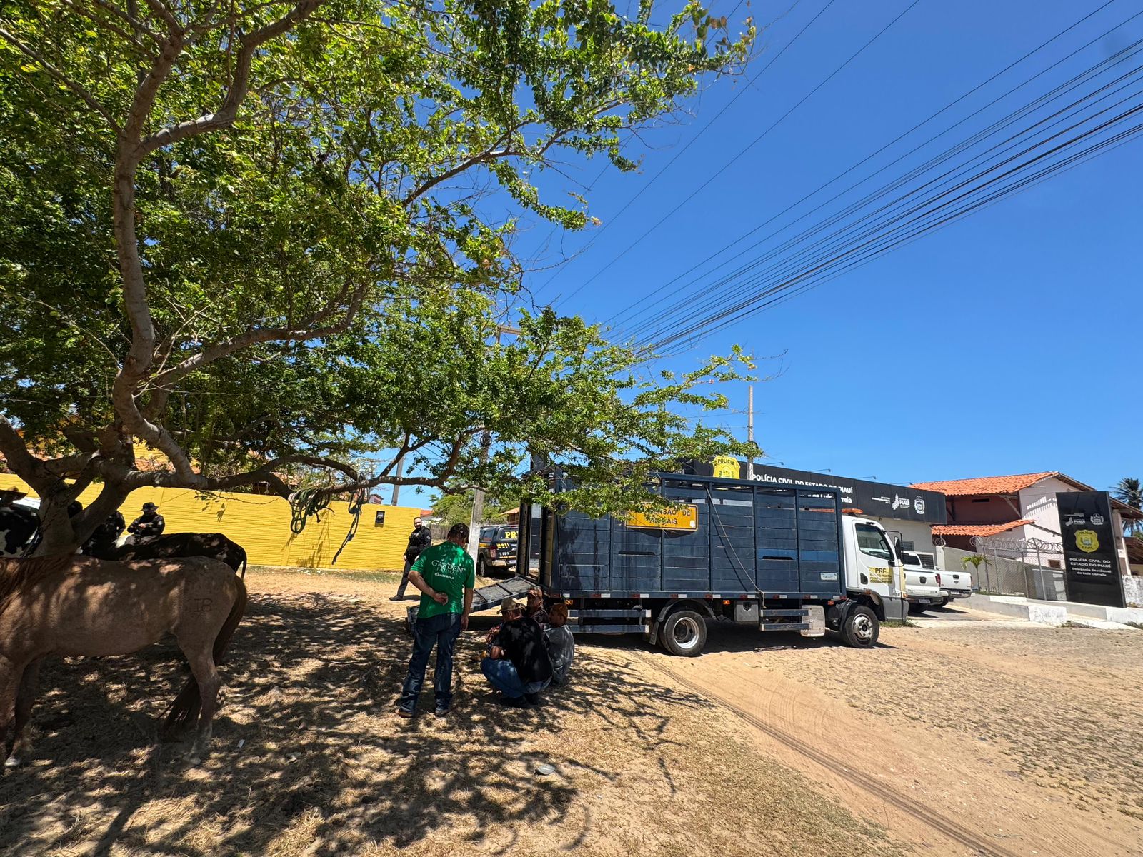 Seis são conduzidos e mais de 20 animais são apreendidos na Operação Porteira Fechada no litoral do Piauí