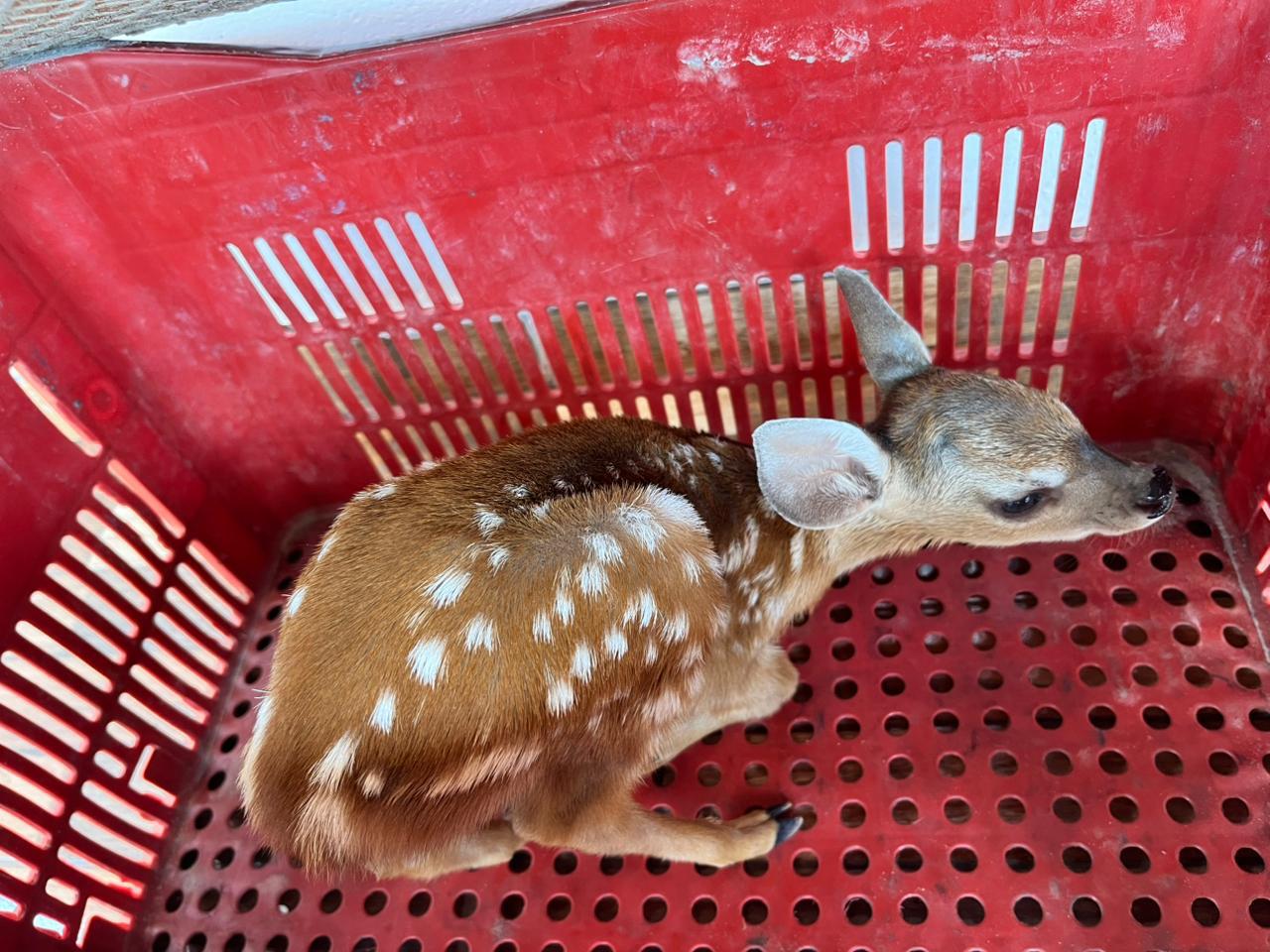 Filhote de cervo foge de queimadas e é resgatado no interior do Piauí