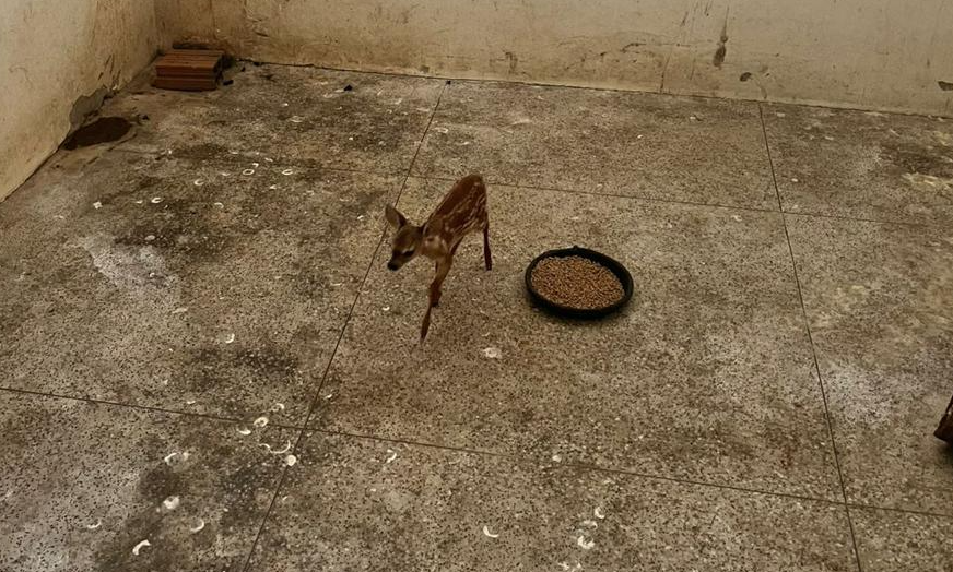 Filhote de cervo foge de queimadas e é resgatado no interior do Piauí