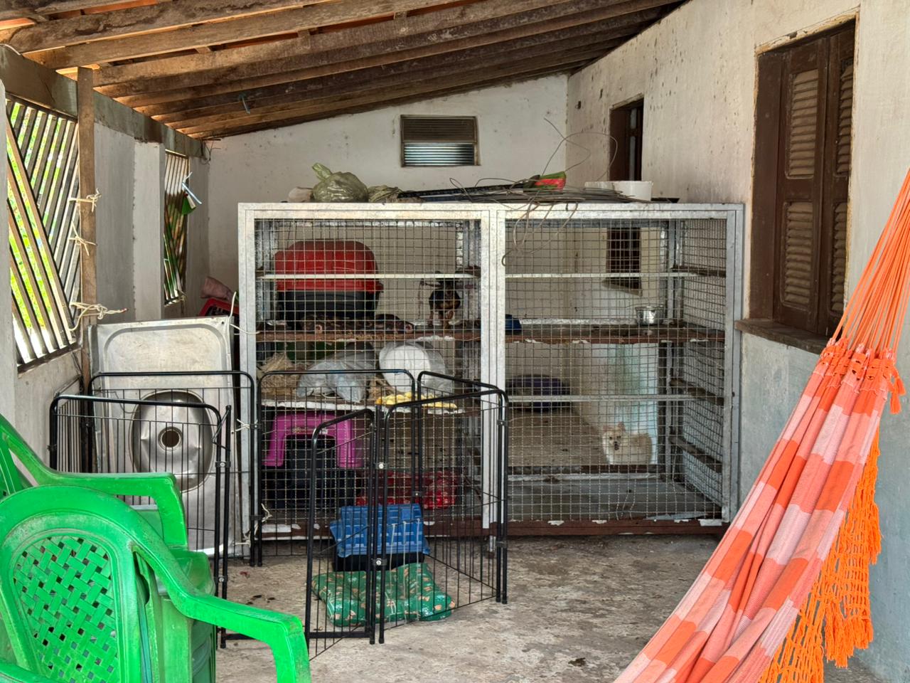 Operação “Lucro Sujo” desarticula canil clandestino e flagra maus-tratos a animais no litoral do Piauí