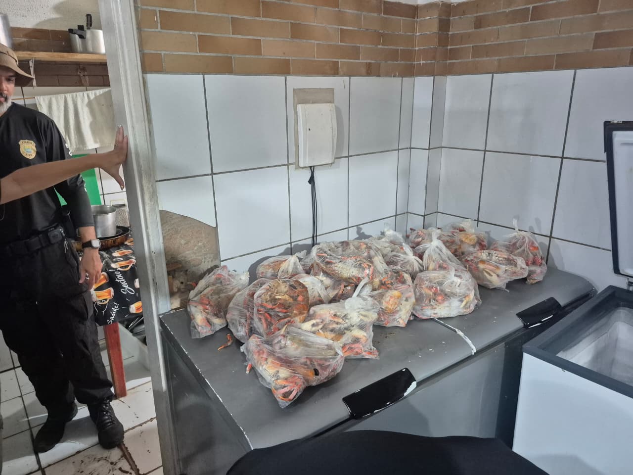 Fiscalização apreende 96 caranguejos-uçá em comércio no litoral do Piauí durante período de defeso